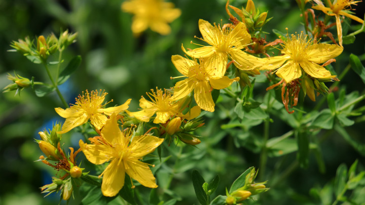 Gyógyászati sárga virágok közelről, erős napfényes megvilágítással és szelektív fókusszal. orbáncfű