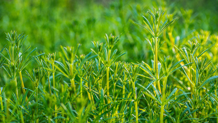 Galium aparine kankalin, kankalin, libatopfű, fogasfű, ragacsosfű, ragacsosfű, ragacsosfű, ragacsosfűz, ragacsosfűz, ragacsosfűz, ragacsosfűz és ragadozófű közelkép Tavasszal.