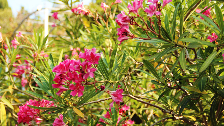 Édes Olajfű, Rose Bay, Nerium oleander A kertben. leander