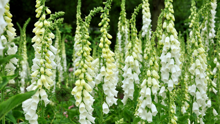 buja, vadregényes erdei kert fehér virágzó gyűszűvirág