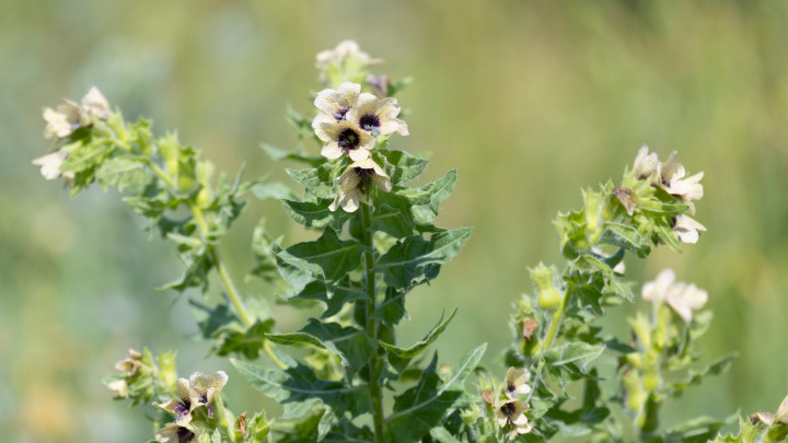 Közelkép a Hyoscyamus virágzó mérgező növényről beléndek