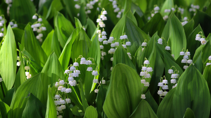 A tavaszi virágzás varázslatos látványa a városi parkokban - gyöngyvirág (Convallaria majalis). gyöngyvirág
