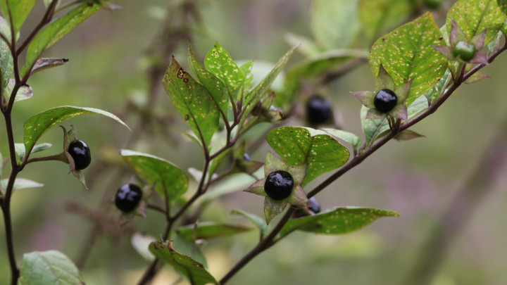 Halálos nadragulya Atropa Belladonna