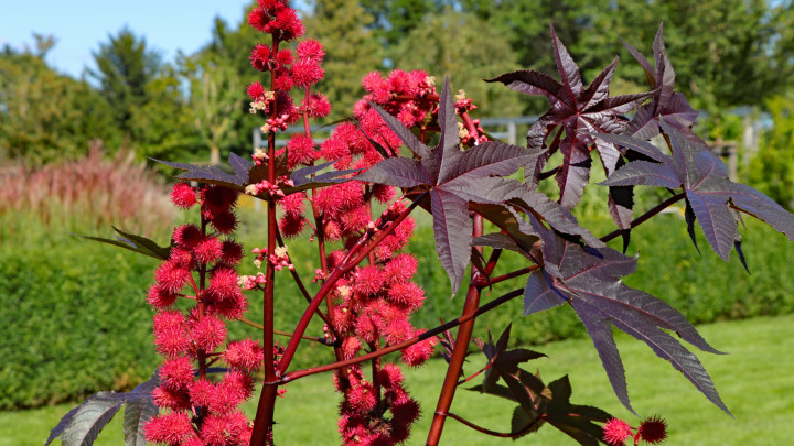 Miracle tree or castor tree. Castor oil plant. Highly poisonous plant for many industrial applications such as cosmetics, oil, etc. Poisonous plant of the year 2018.