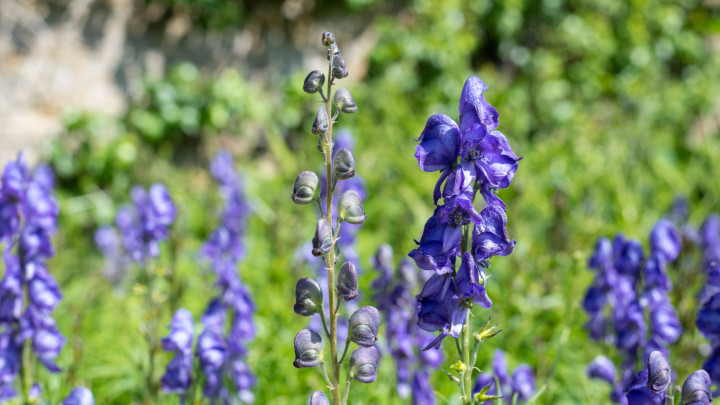 Közelkép a szerzetesek csuklyája (aconitum napellus) virágzó virágairól sisakvirág farkasfű