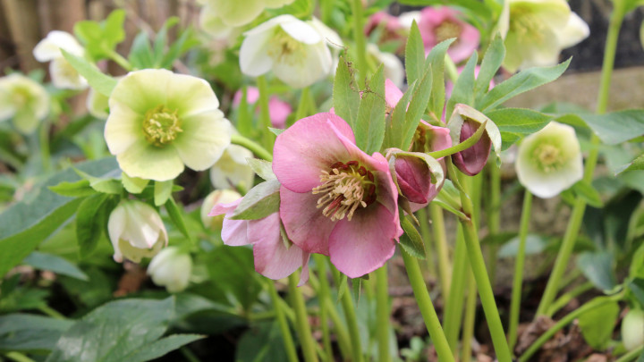 Szelektív fókuszú közelkép színes Hellebore virágokról egy kertben