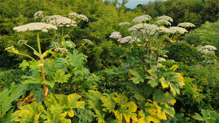 kaukázusi medvetalp