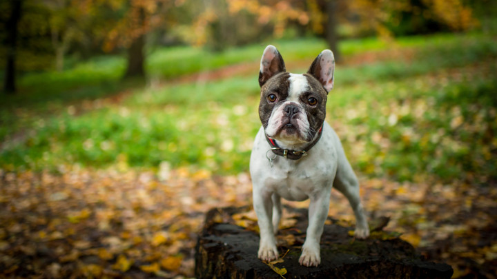 A French Bulldog standing in a woodland setting with leaves on the ground