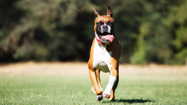 A smiling Boxer dog running outdoors on green grass on a sunny day.