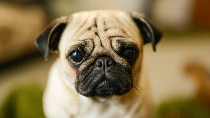Beautiful happy dog.