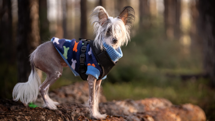 Chinese crested dog dressed in a sweater on a walk in the woods. Outdoor photo