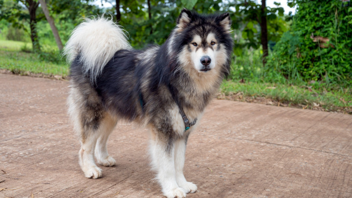 Alaskan Malamute dogs in Khao Kho District, Thailand