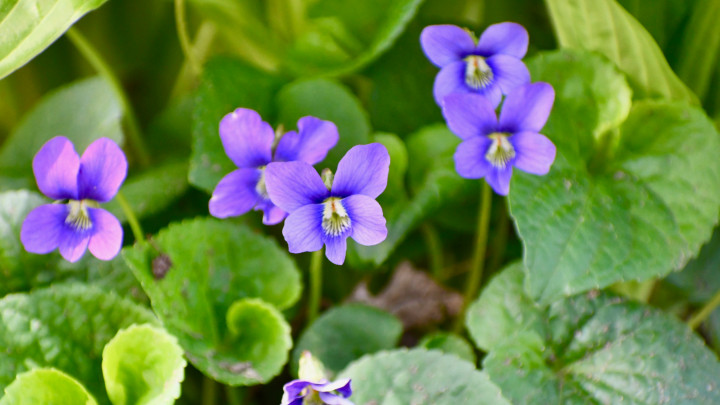 Common wildflower purple violets in bloom.