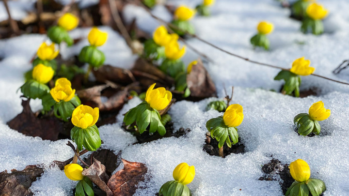 Eranthis hyemalis, winter aconite.  Growing in the snow. Springtime. Early spring. Sign of spring. VIntergäck. Sweden, Scandinavia.