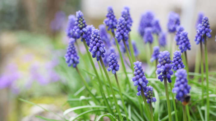 Beautiful flowers from the greenhouse of the Botanical Garden with flowers on the way