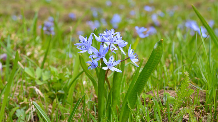 Scilla bifolia (alpine squill or two-leaf squill) in nature