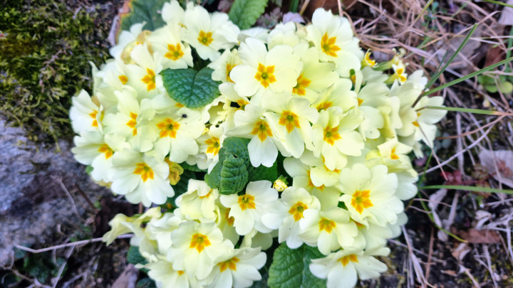 Yellow Primroses (Primula vulgaris) flowering on the shore of Lake Maggiore, Province of Verbano Cusio Ossola, Piedmont Region, Northern Italy.