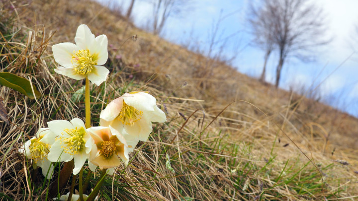 European wildflower  close-up selective focus  in its natural habitat,  dry mountain meadow in springtime, with bare trees against blue sky in the background. Italy.