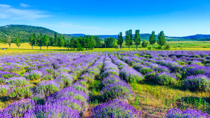 Naplemente egy nyári levendulamező felett Tihanyban, Magyarországon- Ez a fotó HDR felvételt készít
