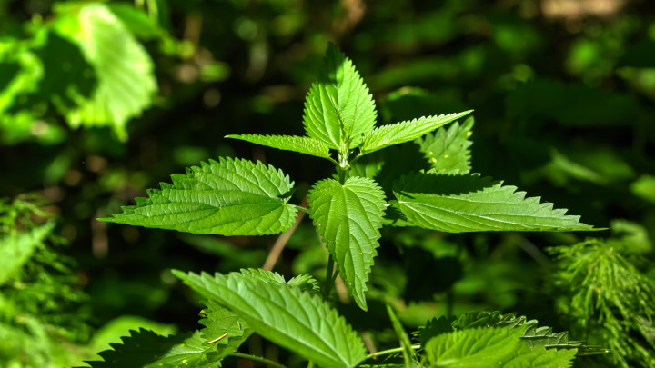 A nyári erdőben növekvő csalán. Vadon élő növény.