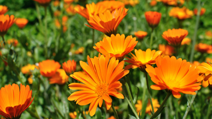 közelkép egy orvosi körömvirág virágairól a réten