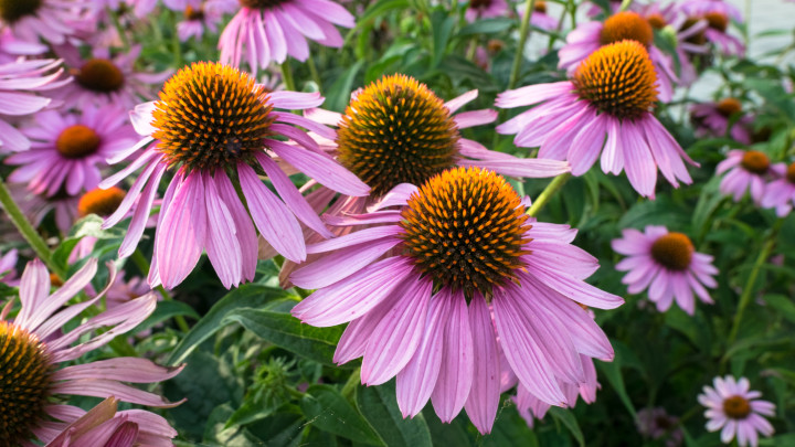 Lila és narancssárga évelő kúpvirágok Echinacea Purpurea egy botanikus kertben. bíbor kasvirág