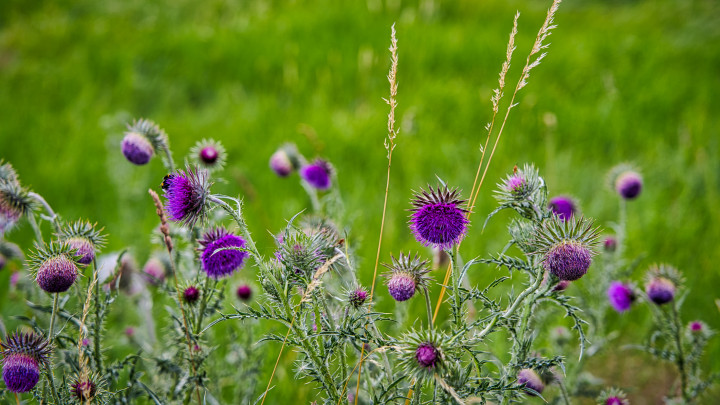 Silybum (máriatövis) a Glees, Maria Laach mező szélén 2020 júliusában.