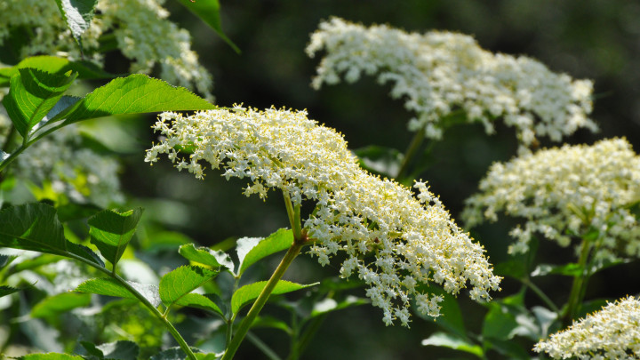 A bodzavirág vagy Sambucus nigra tavasszal teljes virágzásban.