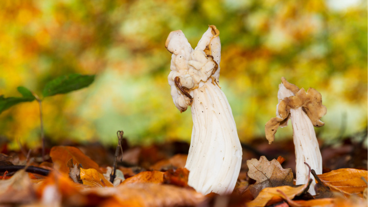 Helvella Crispa, közismert nevén „tündérnyereg”, a hollandiai őszi erdőben