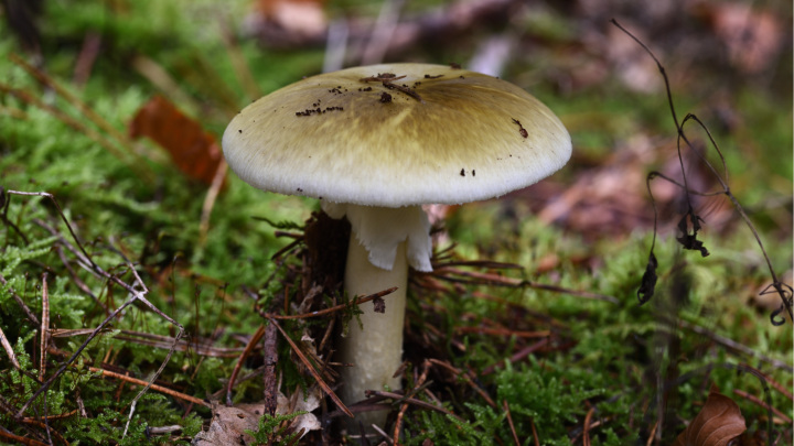 A gyilkos galóca (Amanita phalloides) a kalaposgombák rendjén belül a galócafélék családjába tartozó, világszerte közel 600 fajt számláló Amanita nemzetség egyik legismertebb képviselője. Európában rokon fajaival együtt (fehér galóca, hegyeskalapú galóca) a legsúlyosabb – gyakran halálos kimenetelű – mérgezéseket okozó nagygombák közé tartozik.