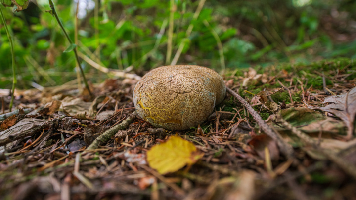 A rőt áltrifla (Scleroderma citrinum) az áltriflafélék családjába tartozó, Európában és Észak-Amerikában honos, mérgező gombafaj.részletes makrófelvétele, amely az Egyesült Királyságban, Cornwallban az erdő talaján, lehullott levelek és moha között pihen.