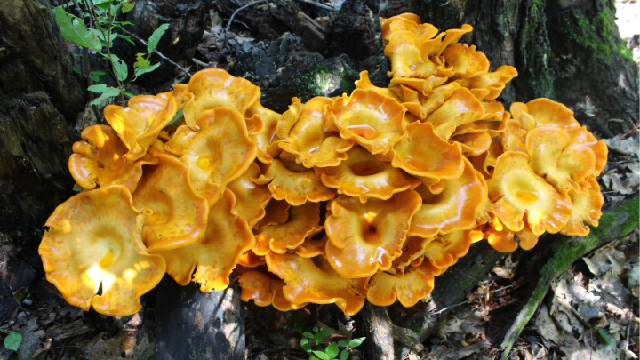A világító tölcsérgomba (Omphalotus olearius) egy mérgező gombafaj. A sárga rókagomba hasonlít hozzá, de a rókagomba mindig csak sárga vagy sárgásfehér színű, sohasem vöröses. A fő különbség, hogy a rókagomba termőrétege nem lemezes, hanem csak ráncos, eres.
