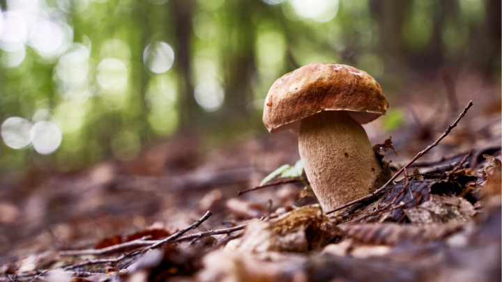 Az ízletes vargánya (Boletus edulis) a gombákhoz (Fungi), azon belül tinórugomba-alkatúak (Boletales)[r 1] rendjébe és a tinórufélék (Boletaceae) családjába tartozó faj. Népies nevén: úrigomba vagy medveorrú gomba. Vas vármegyében vergánya, Erdélyben hiriba néven ismerik.[r 2] Ez a gomba a legtermetesebb és legkiadósabb (május végétől október közepéig szedhető) étkezési gombák közé tartozik.