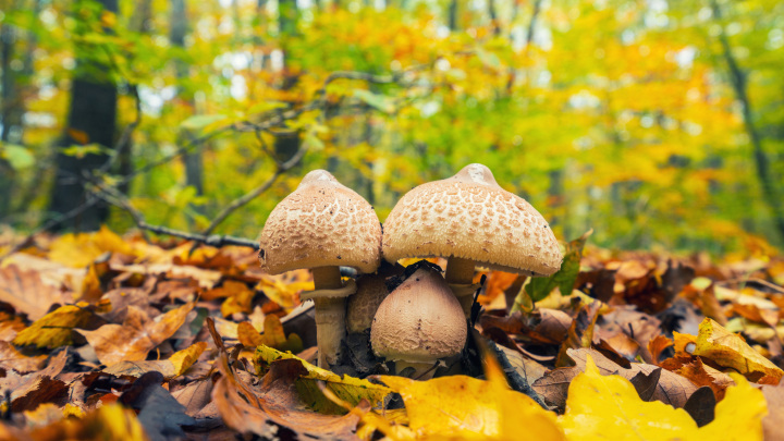 A karcsú őzlábgomba (Macrolepiota mastoidea) a csiperkefélék családjába tartozó, Európában honos, erdei tisztásokon, cserjésekben élő, ehető gombafaj.