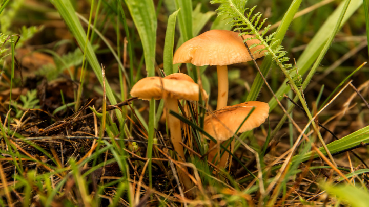 A mezei szegfűgomba (Marasmius oreades) a kalaposgombák rendjén belül a szegfűgombafélék családjába tartozó Marasmius nemzetség Európában elterjedt, mezőkön termő, ehető gombafaja. Szentlászló környékén csibelábnak is nevezik. Tyúkgomba néven is ismert.