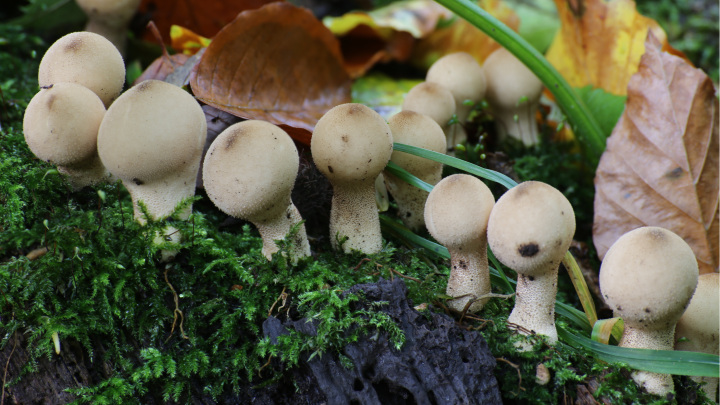 A körtepöfeteg vagy körtealakú pöfeteg (Lycoperdon pyriforme) Eurázsiában és Észak-Amerikában elterjedt, korhadó fán termő, ehető gombafaj.