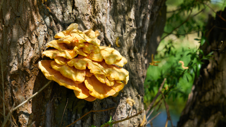 A sárga gévagomba (Laetiporus sulphureus) az Agaricomycetes osztályának taplóalkatúak (Polyporales) rendjébe, ezen belül a likacsosgombafélék (Polyporaceae) családjába tartozó faj. Népies nevein: sárgagéva vagy givagomba fűzfagomba, reves cseresznyefagomba, karélyos tinóru, fűzfatüdő, kénsárga gévagomba. Ehető gombafaj.